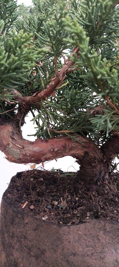 Kishu Juniper (Thanksgiving Auction 2025)