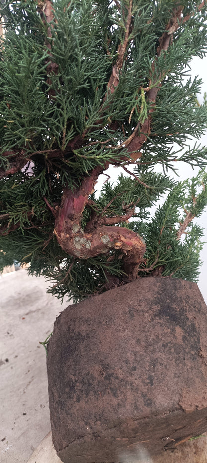 Kishu Juniper (Thanksgiving Auction 2025)