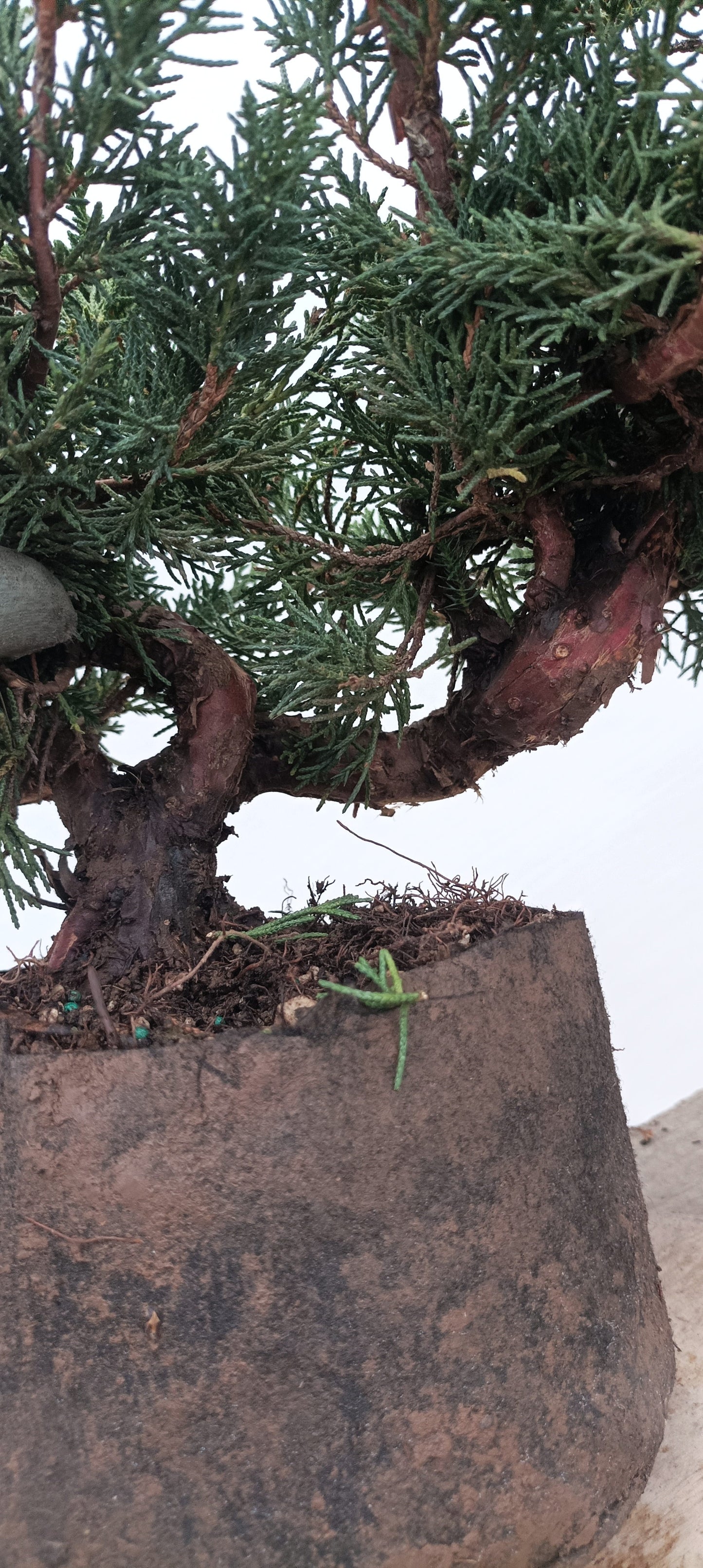 Kishu Juniper (Thanksgiving Auction 2025)