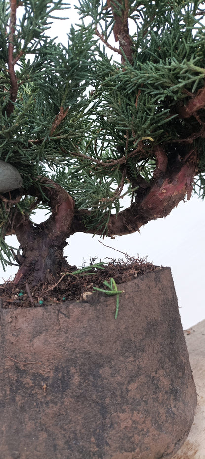 Kishu Juniper (Thanksgiving Auction 2025)