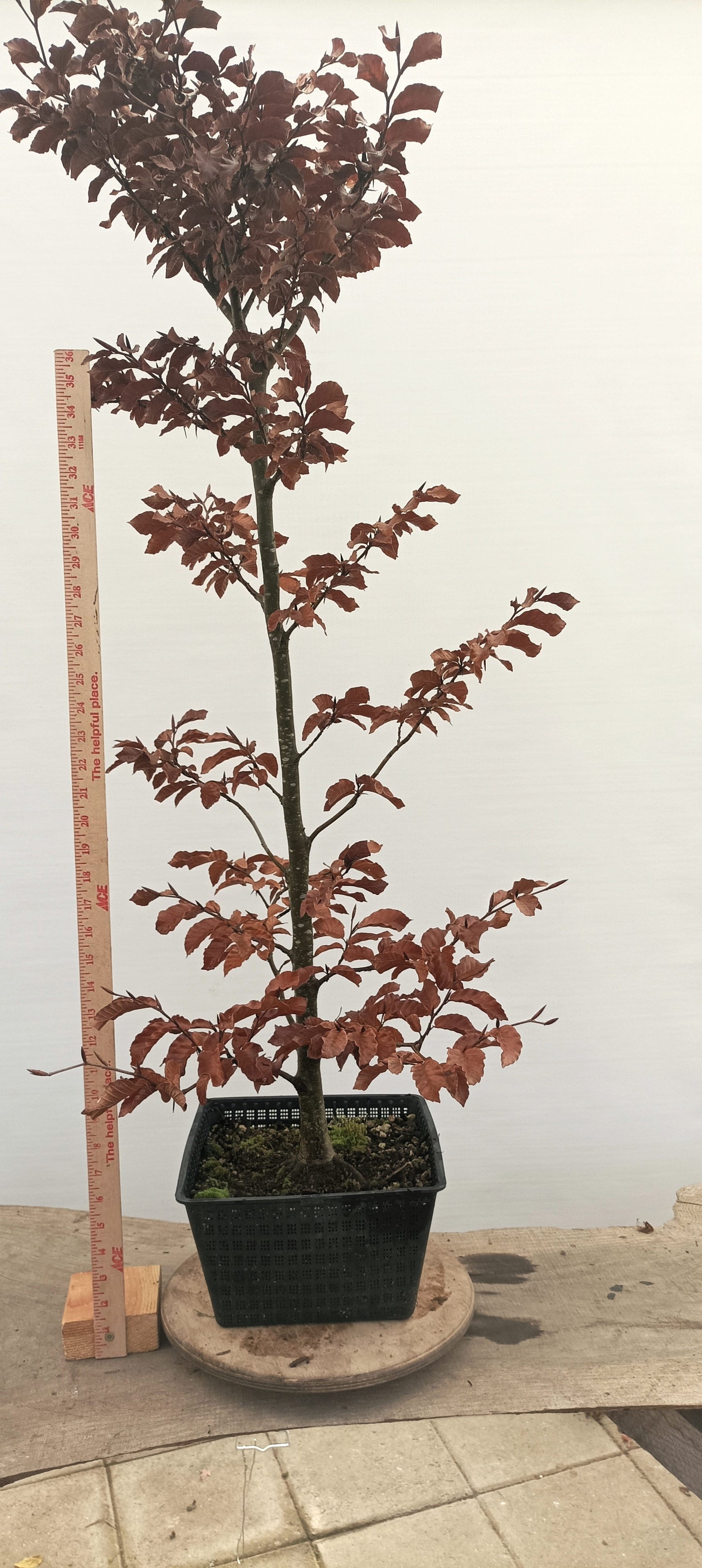 European Beech (Thanksgiving Auction 2025)