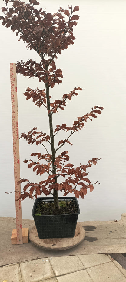 European Beech (Thanksgiving Auction 2025)
