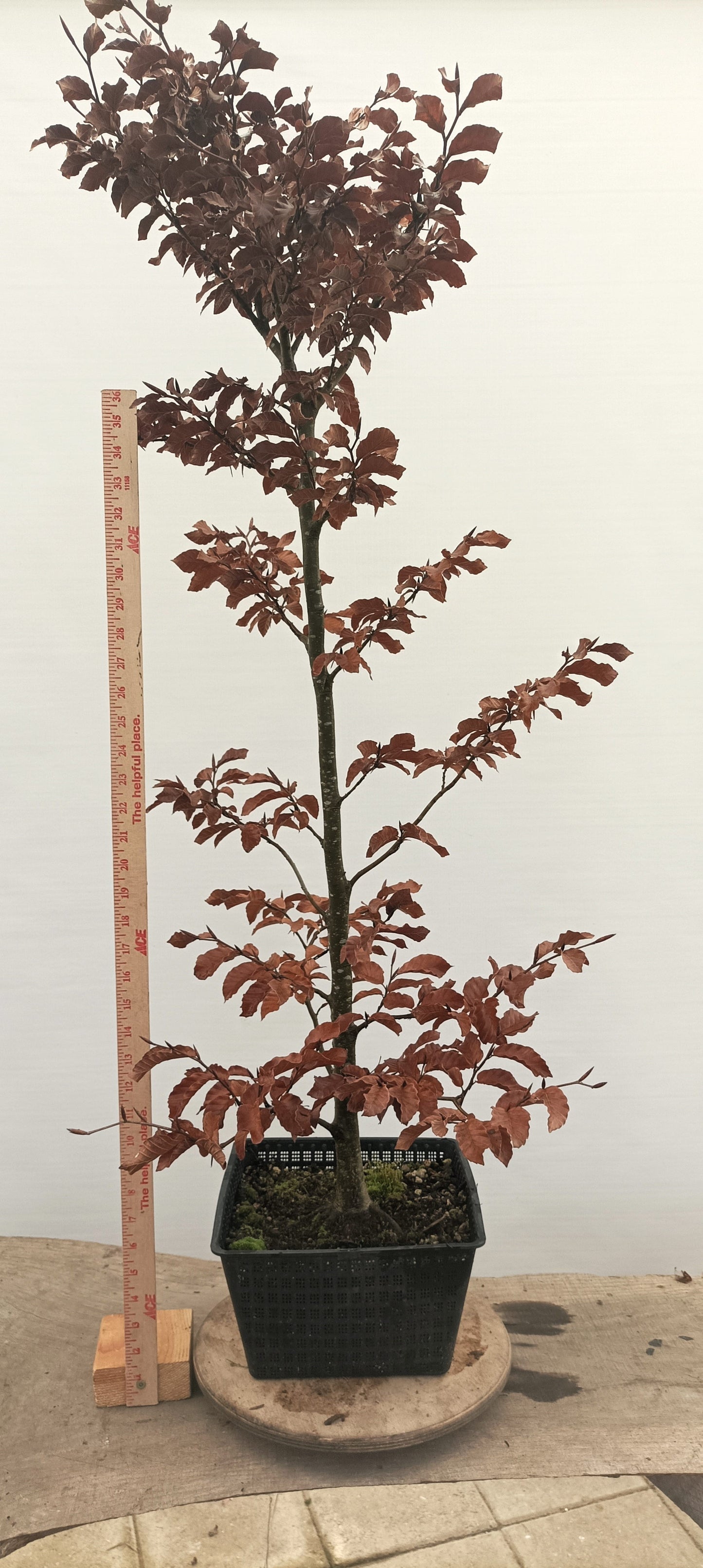 European Beech (Thanksgiving Auction 2025)