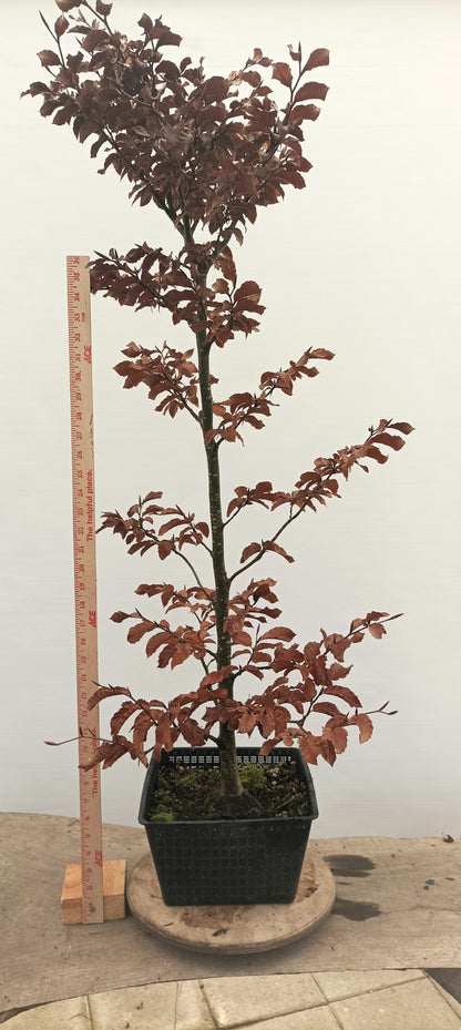 European Beech (Thanksgiving Auction 2025)