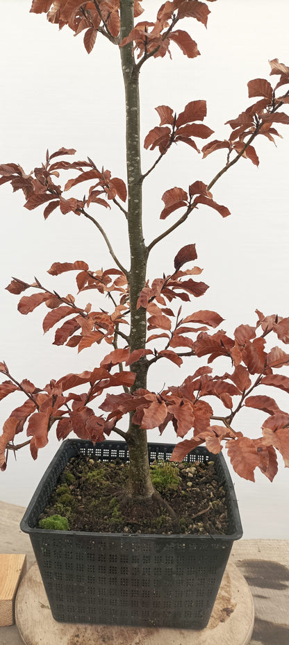 European Beech (Thanksgiving Auction 2025)