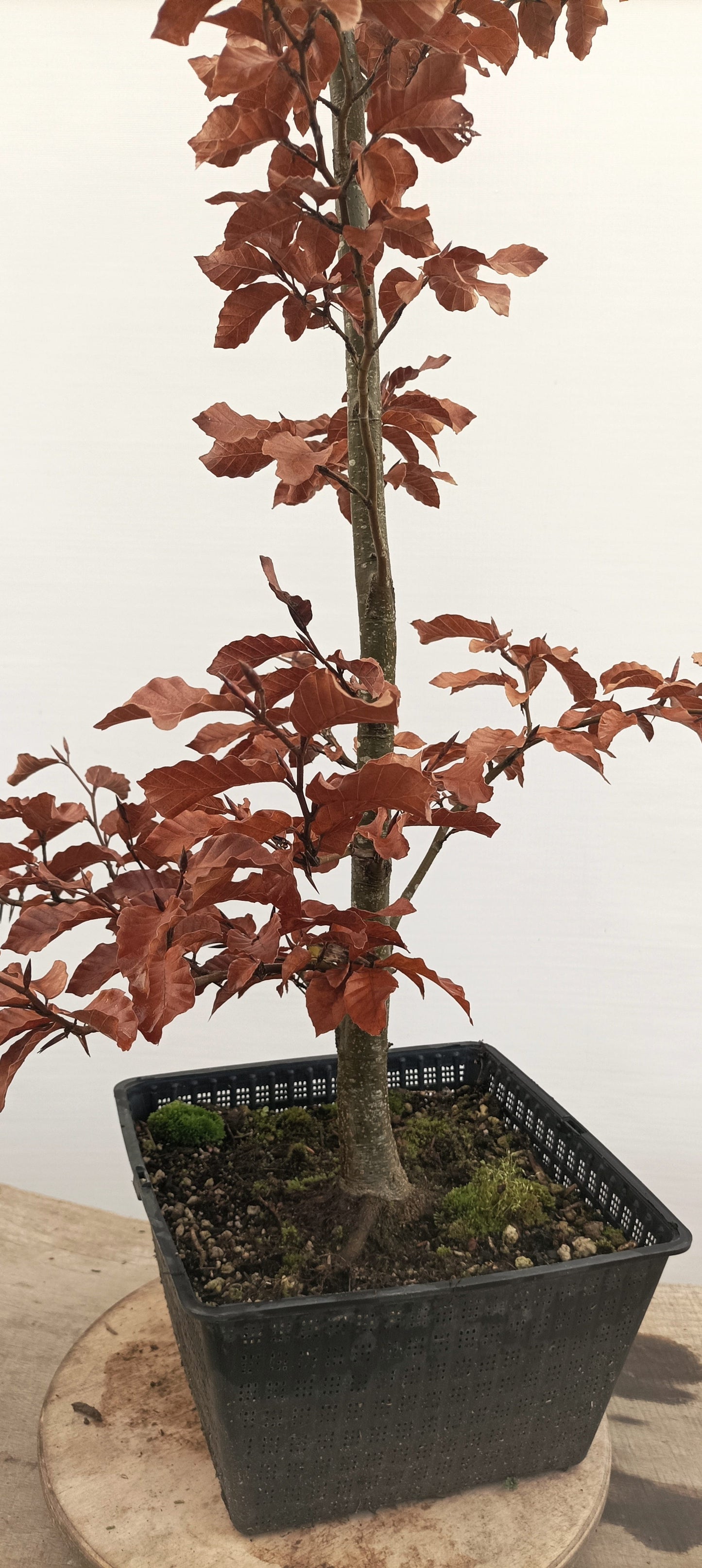 European Beech (Thanksgiving Auction 2025)