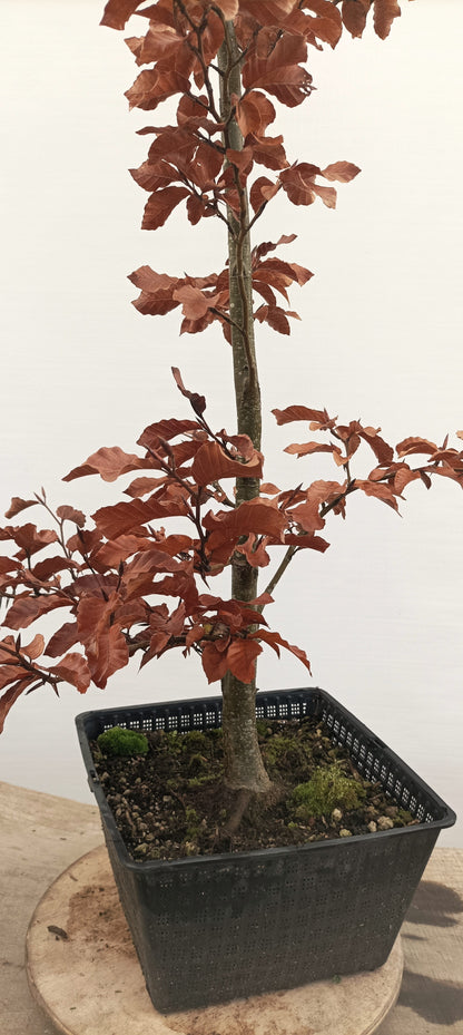 European Beech (Thanksgiving Auction 2025)