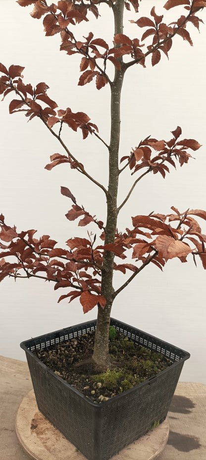 European Beech (Thanksgiving Auction 2025)