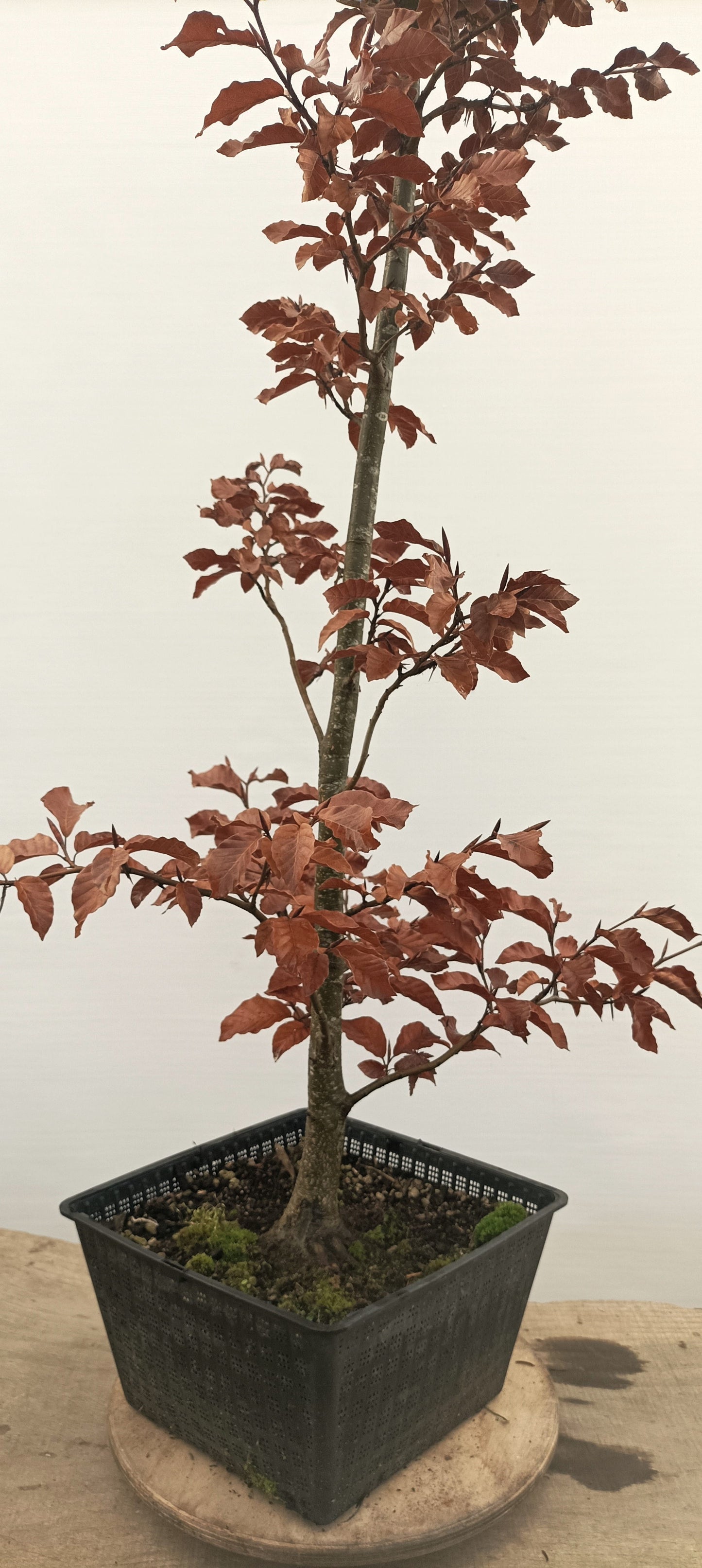 European Beech (Thanksgiving Auction 2025)