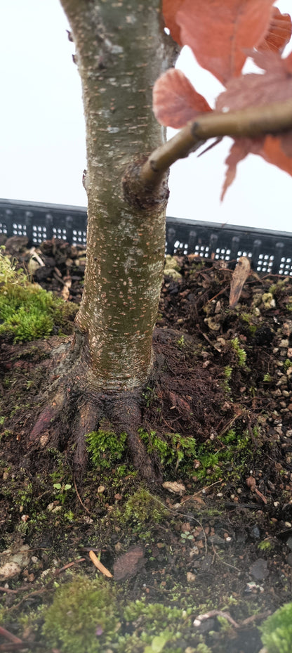 European Beech (Thanksgiving Auction 2025)