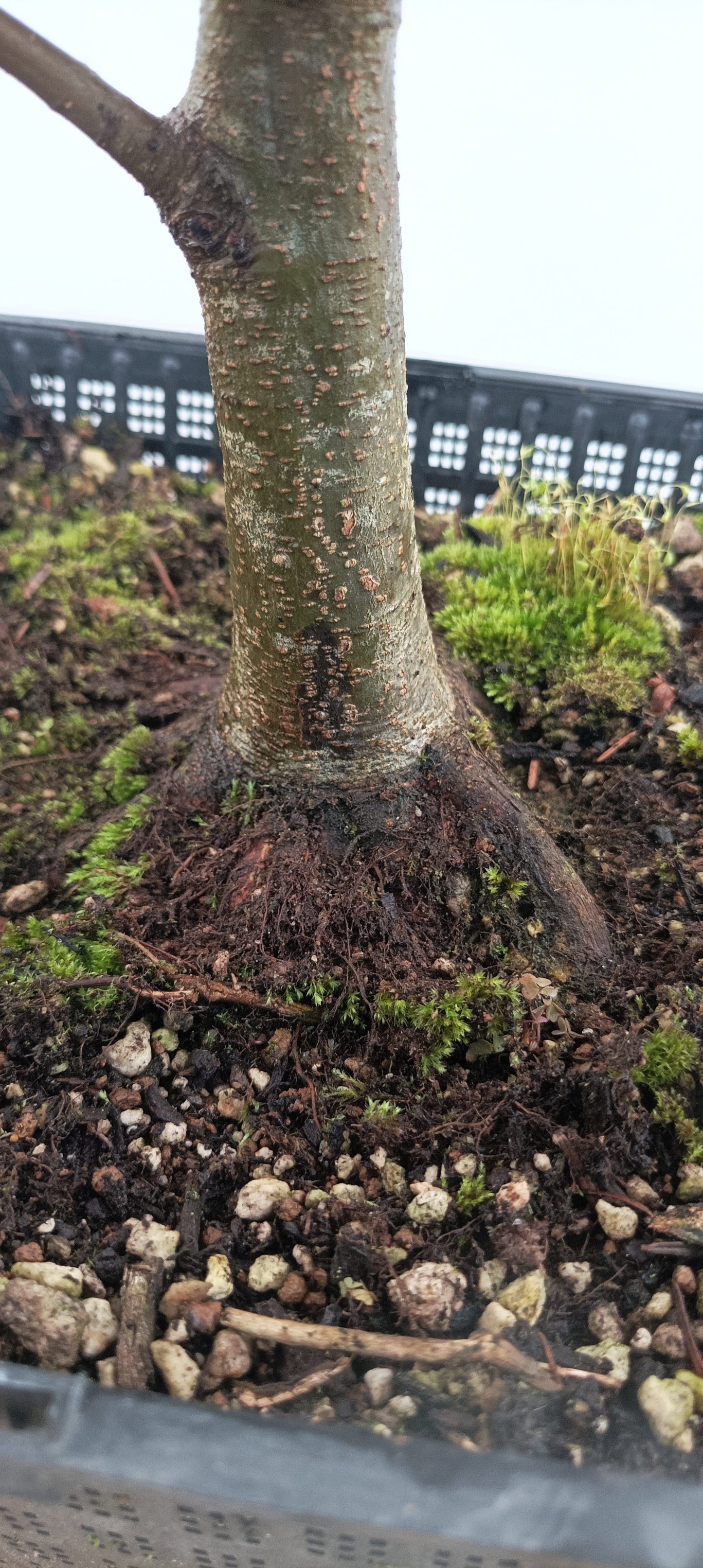 European Beech (Thanksgiving Auction 2025)