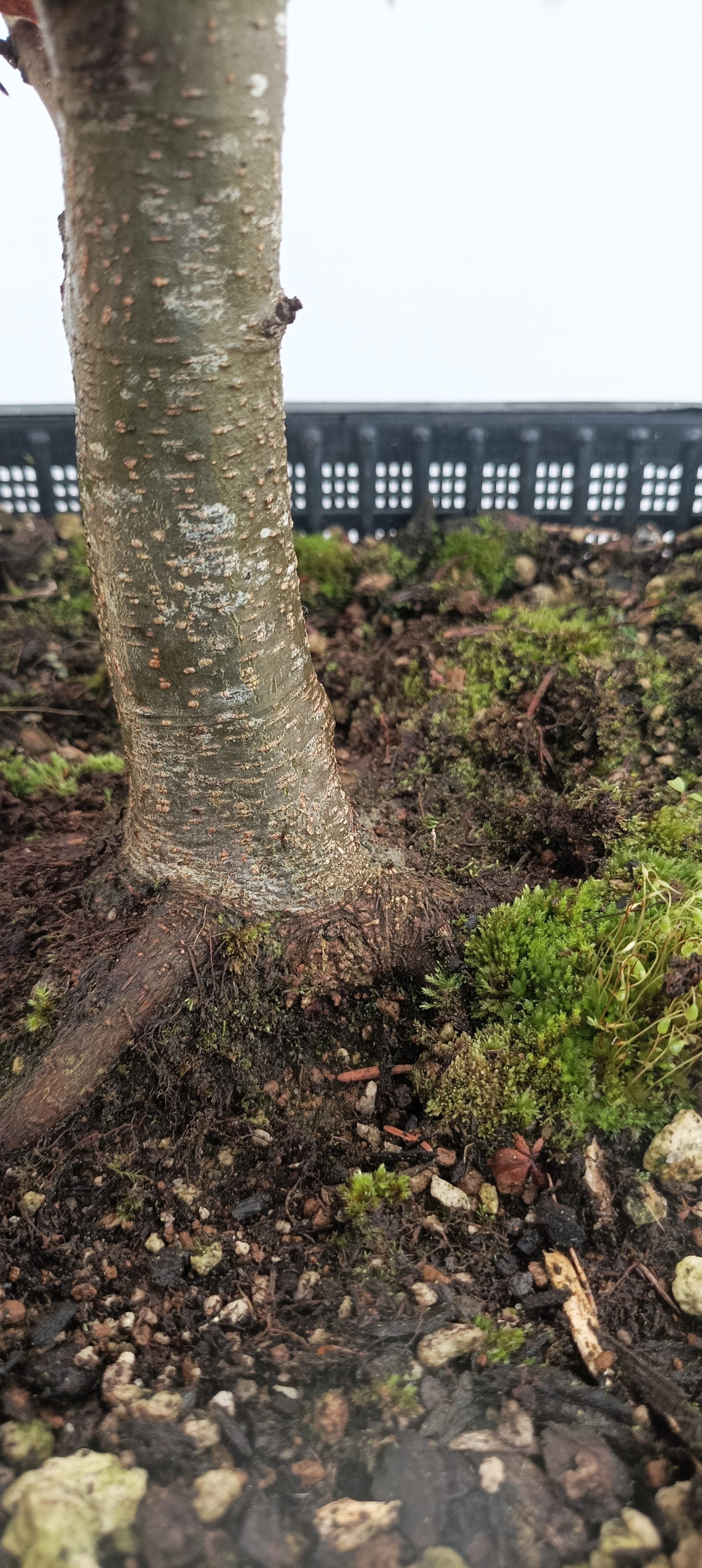 European Beech (Thanksgiving Auction 2025)