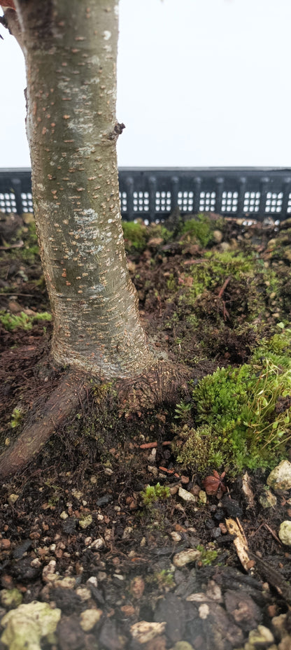 European Beech (Thanksgiving Auction 2025)