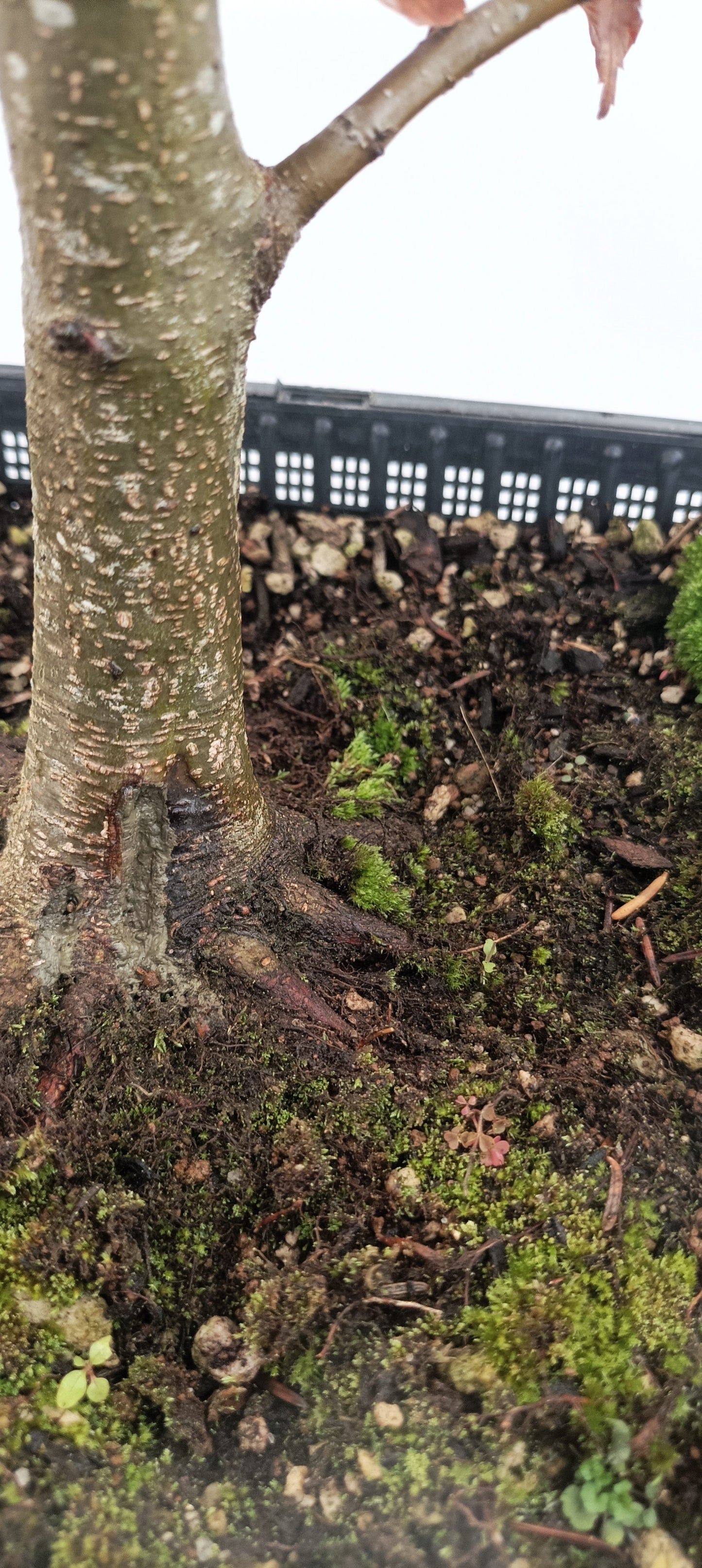 European Beech (Thanksgiving Auction 2025)