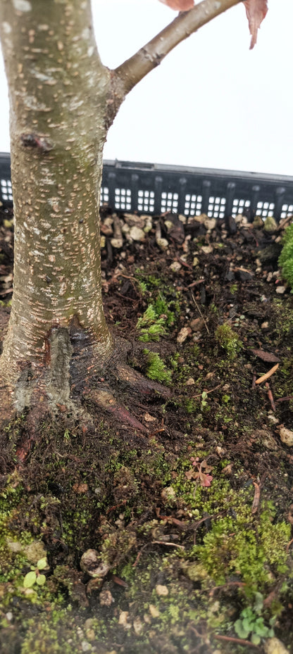 European Beech (Thanksgiving Auction 2025)