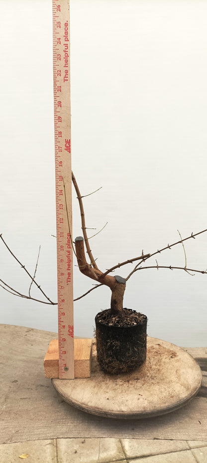 Trident Maple (Thanksgiving Auction 2025)
