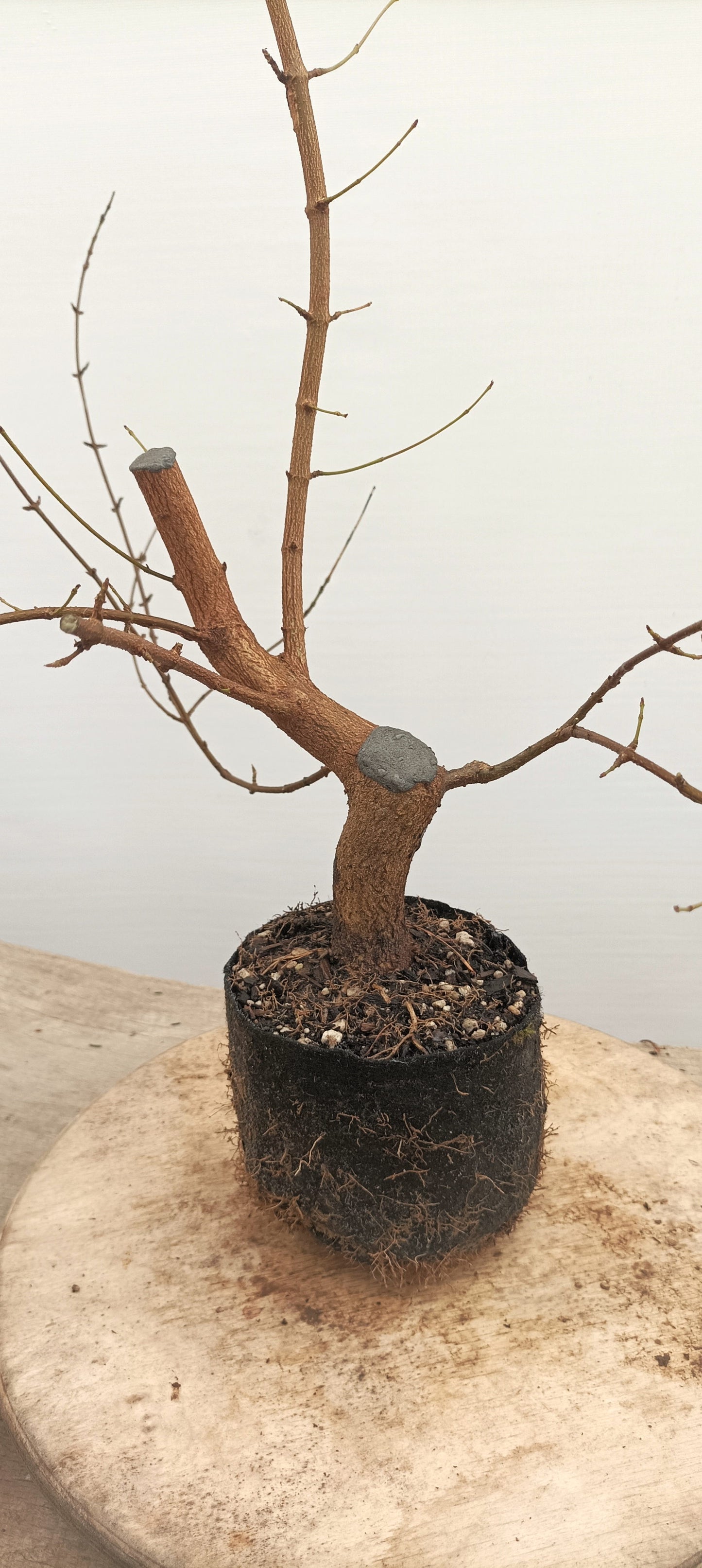 Trident Maple (Thanksgiving Auction 2025)
