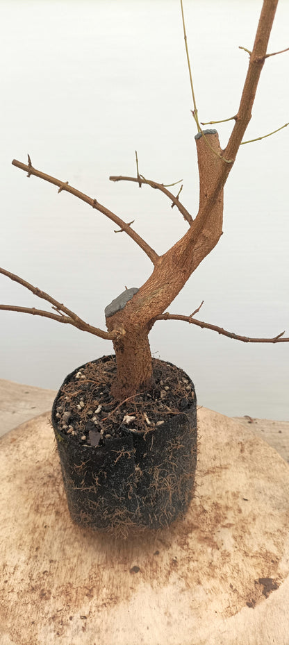 Trident Maple (Thanksgiving Auction 2025)