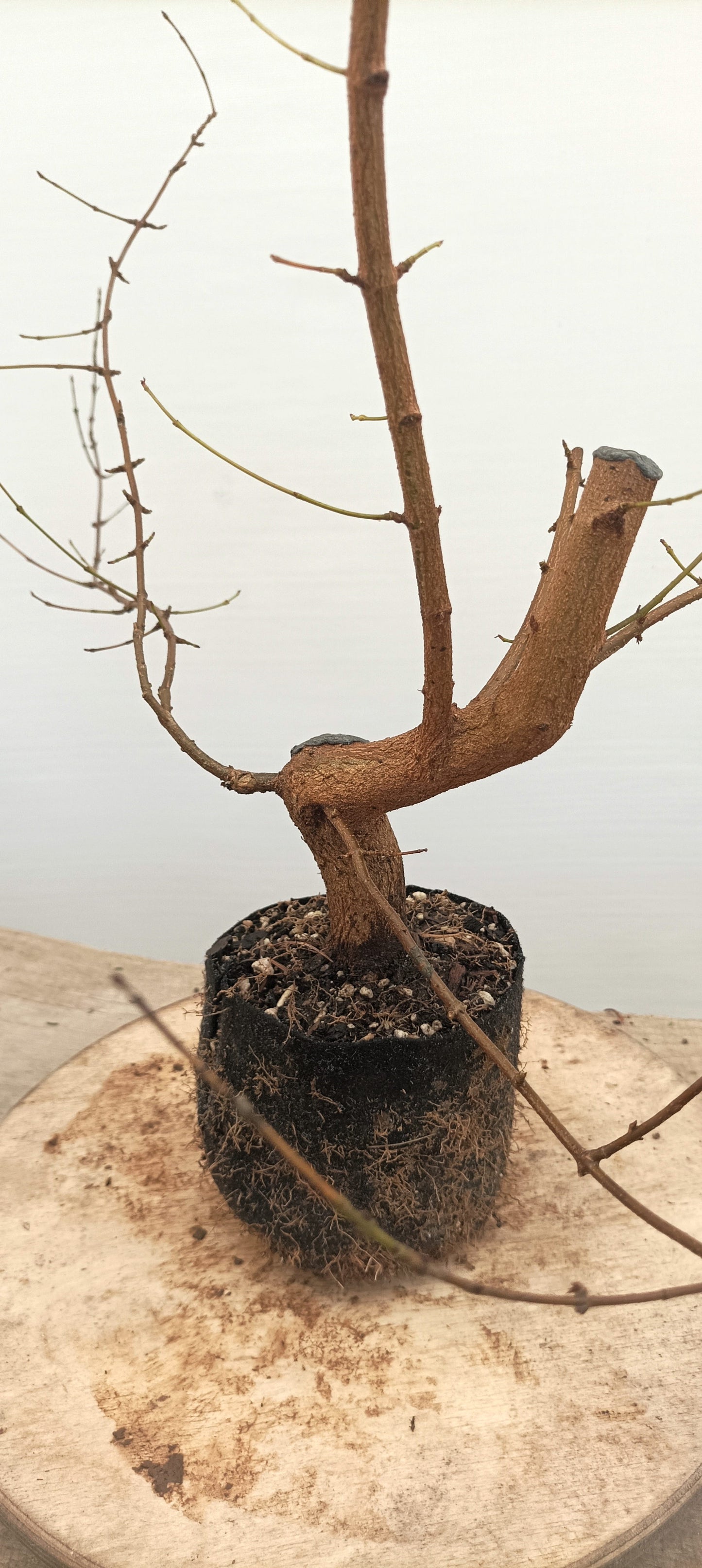 Trident Maple (Thanksgiving Auction 2025)