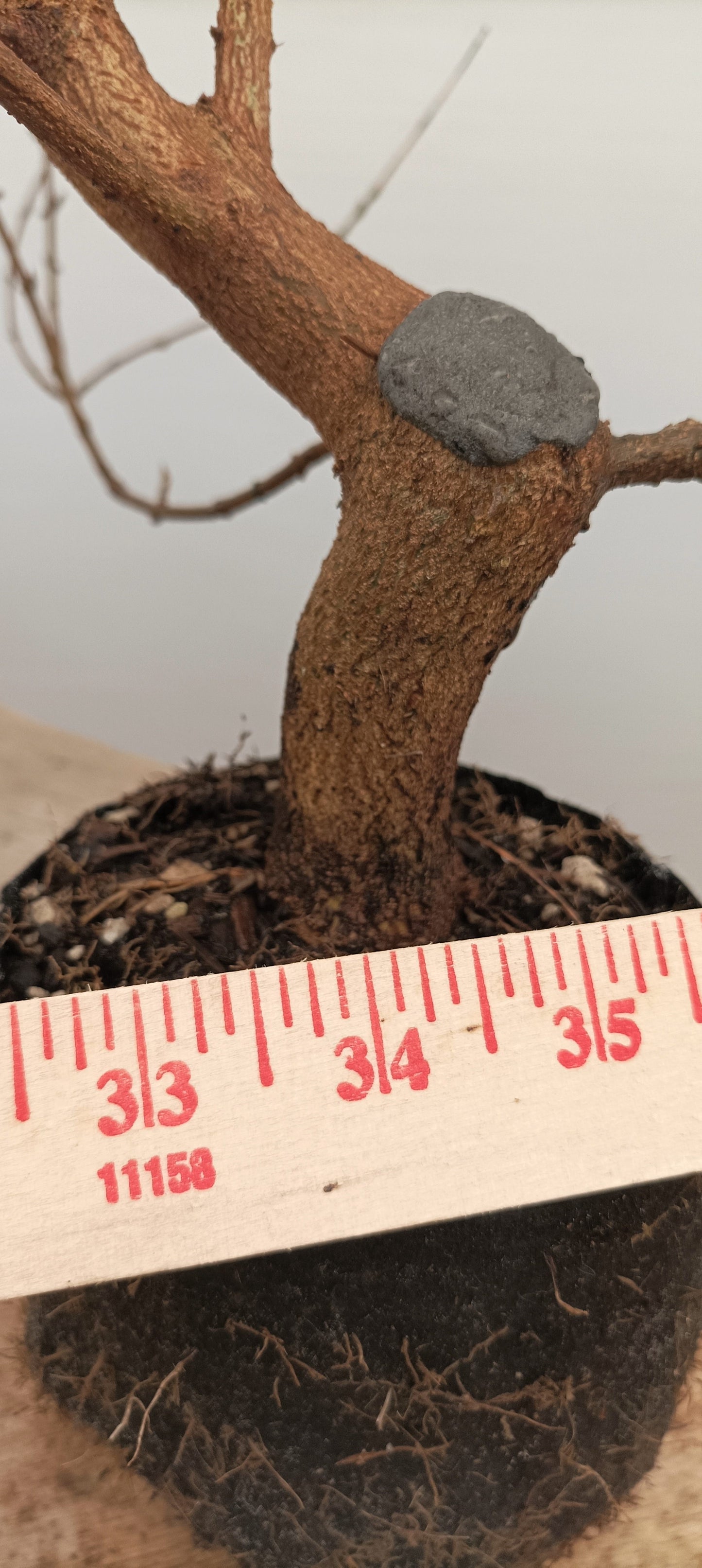 Trident Maple (Thanksgiving Auction 2025)