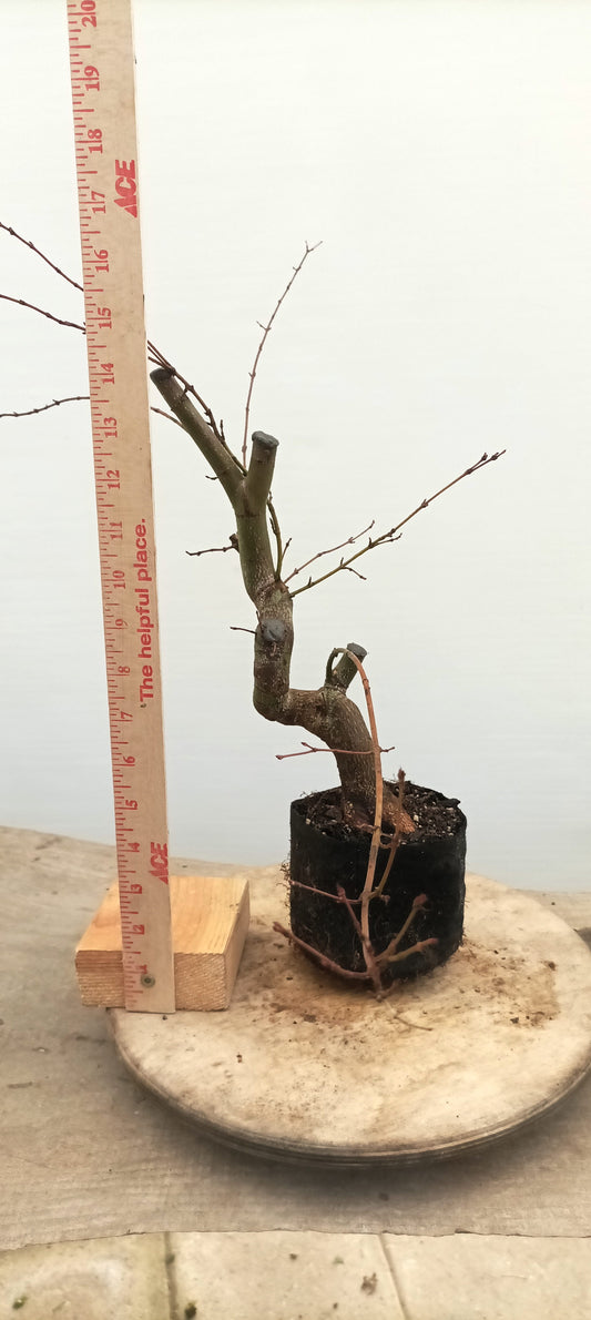 Japanese Maple (Thanksgiving Auction 2025)