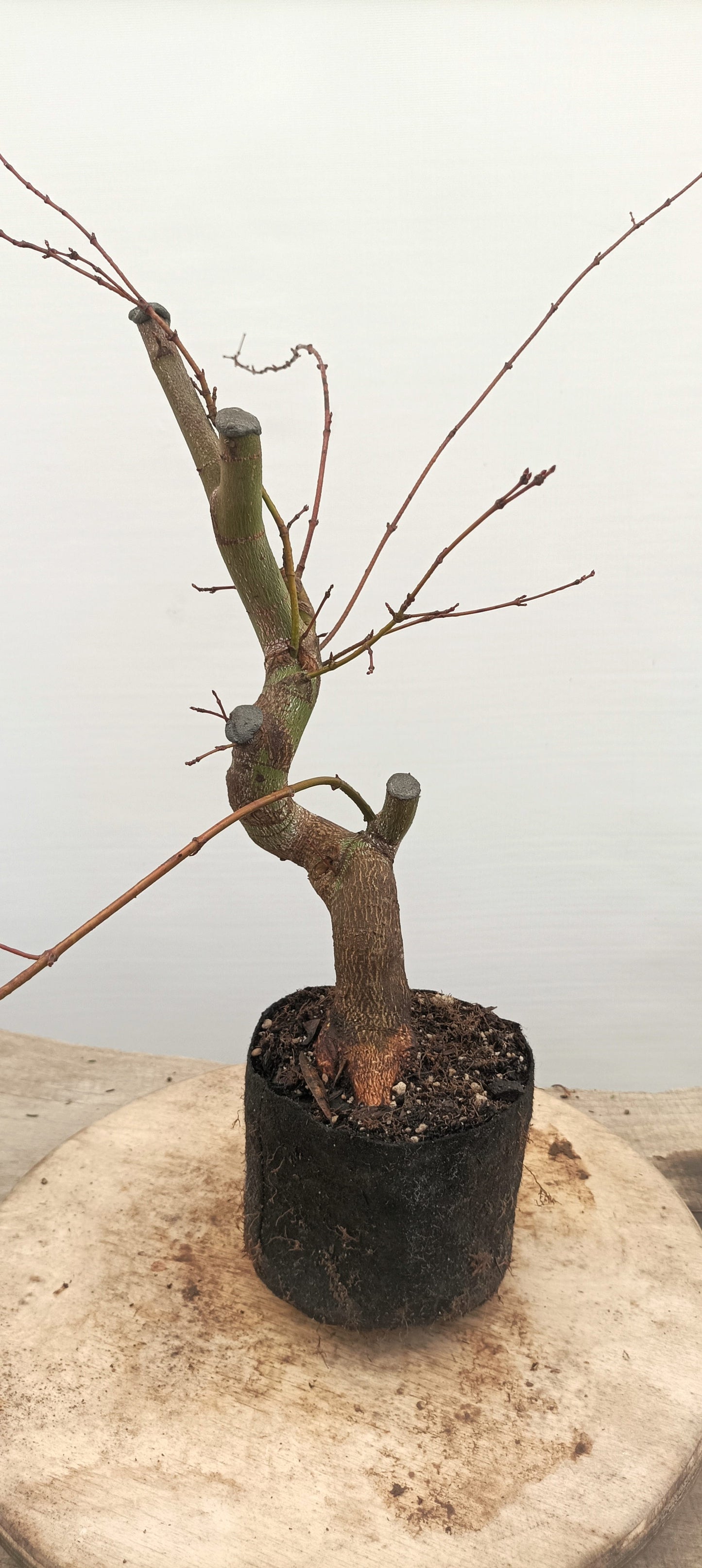 Japanese Maple (Thanksgiving Auction 2025)