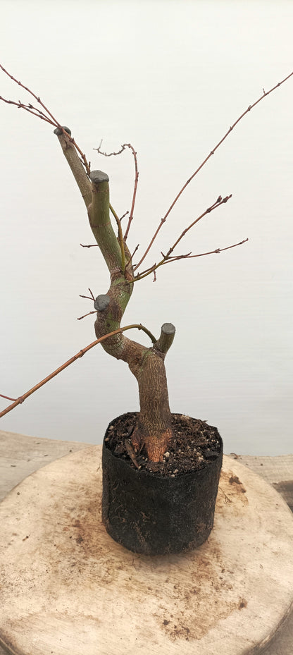 Japanese Maple (Thanksgiving Auction 2025)