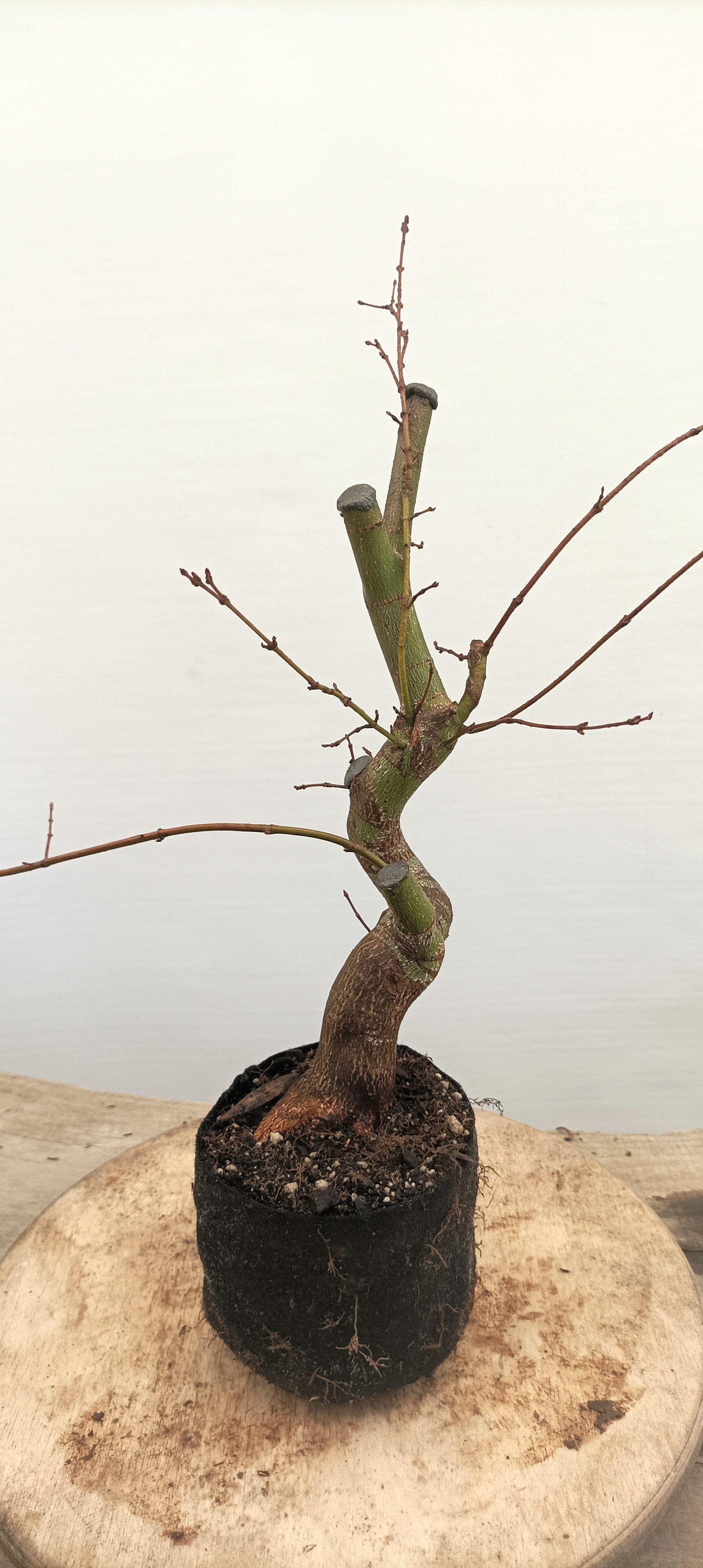 Japanese Maple (Thanksgiving Auction 2025)