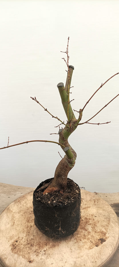 Japanese Maple (Thanksgiving Auction 2025)