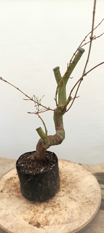 Japanese Maple (Thanksgiving Auction 2025)