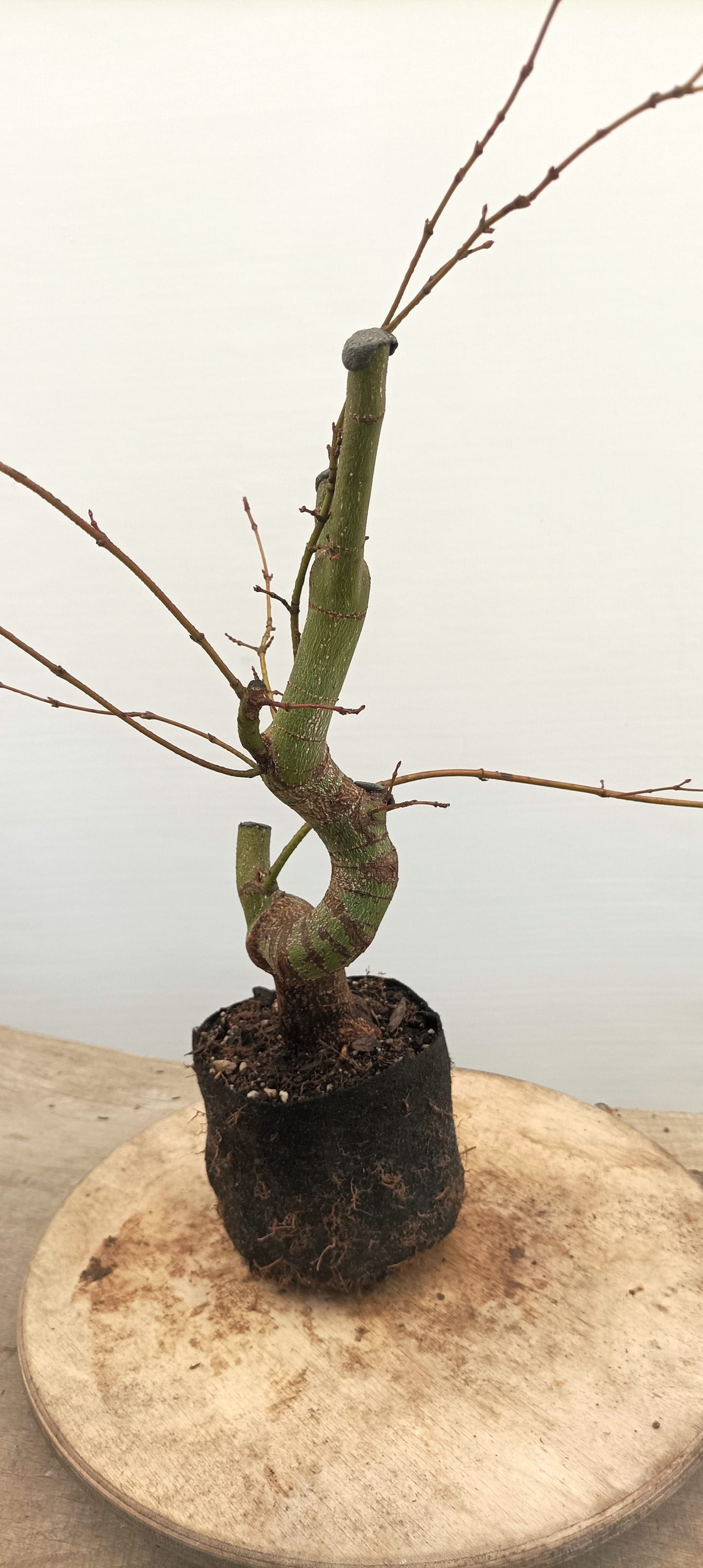 Japanese Maple (Thanksgiving Auction 2025)