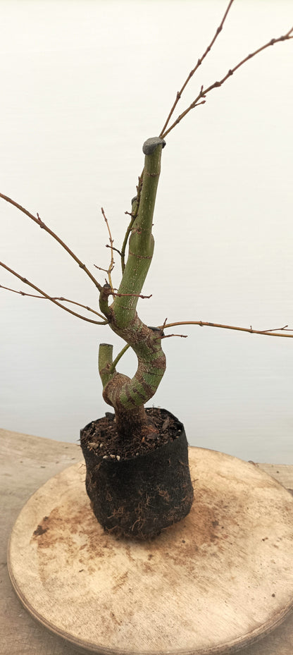 Japanese Maple (Thanksgiving Auction 2025)