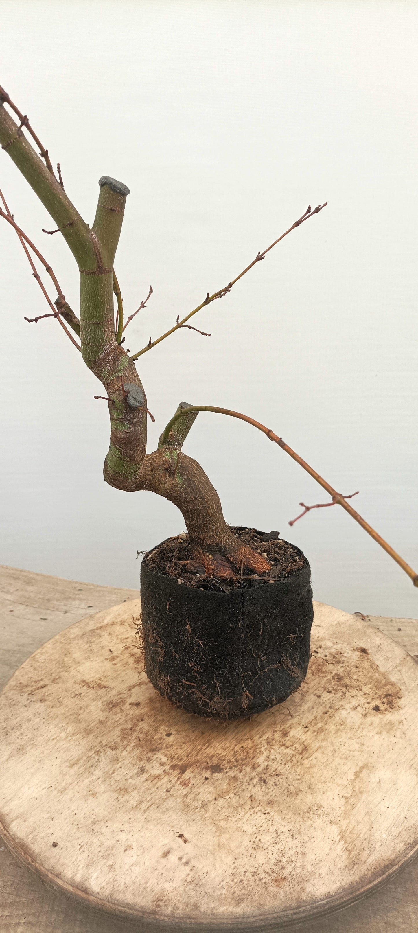 Japanese Maple (Thanksgiving Auction 2025)