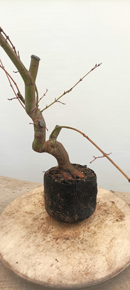 Japanese Maple (Thanksgiving Auction 2025)