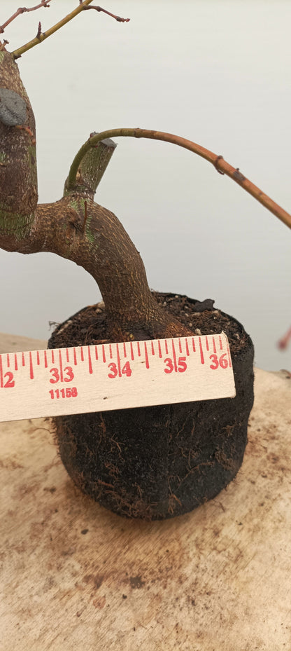 Japanese Maple (Thanksgiving Auction 2025)