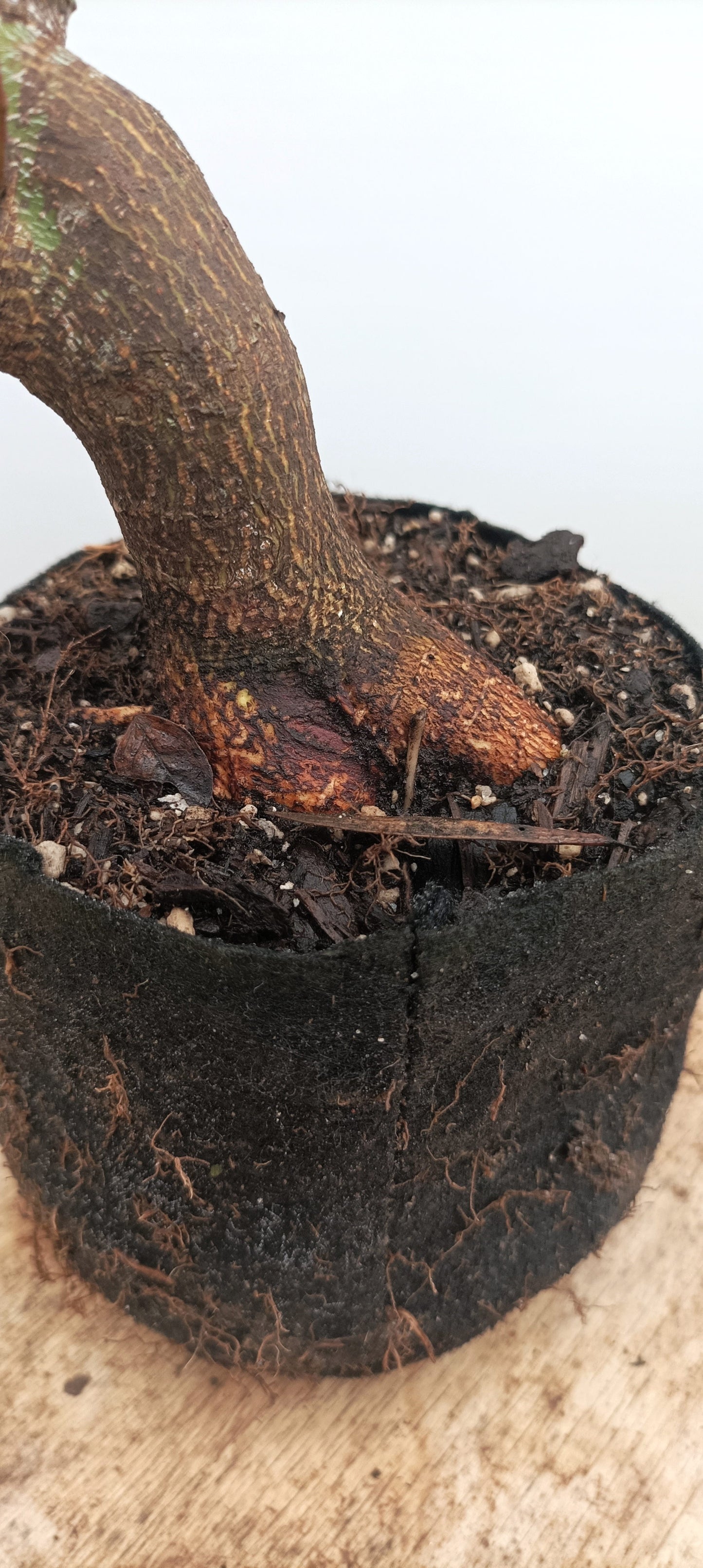 Japanese Maple (Thanksgiving Auction 2025)