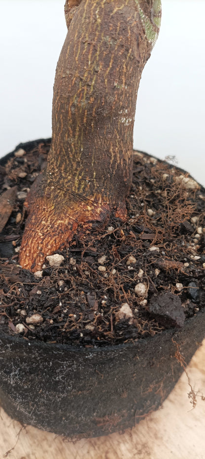 Japanese Maple (Thanksgiving Auction 2025)