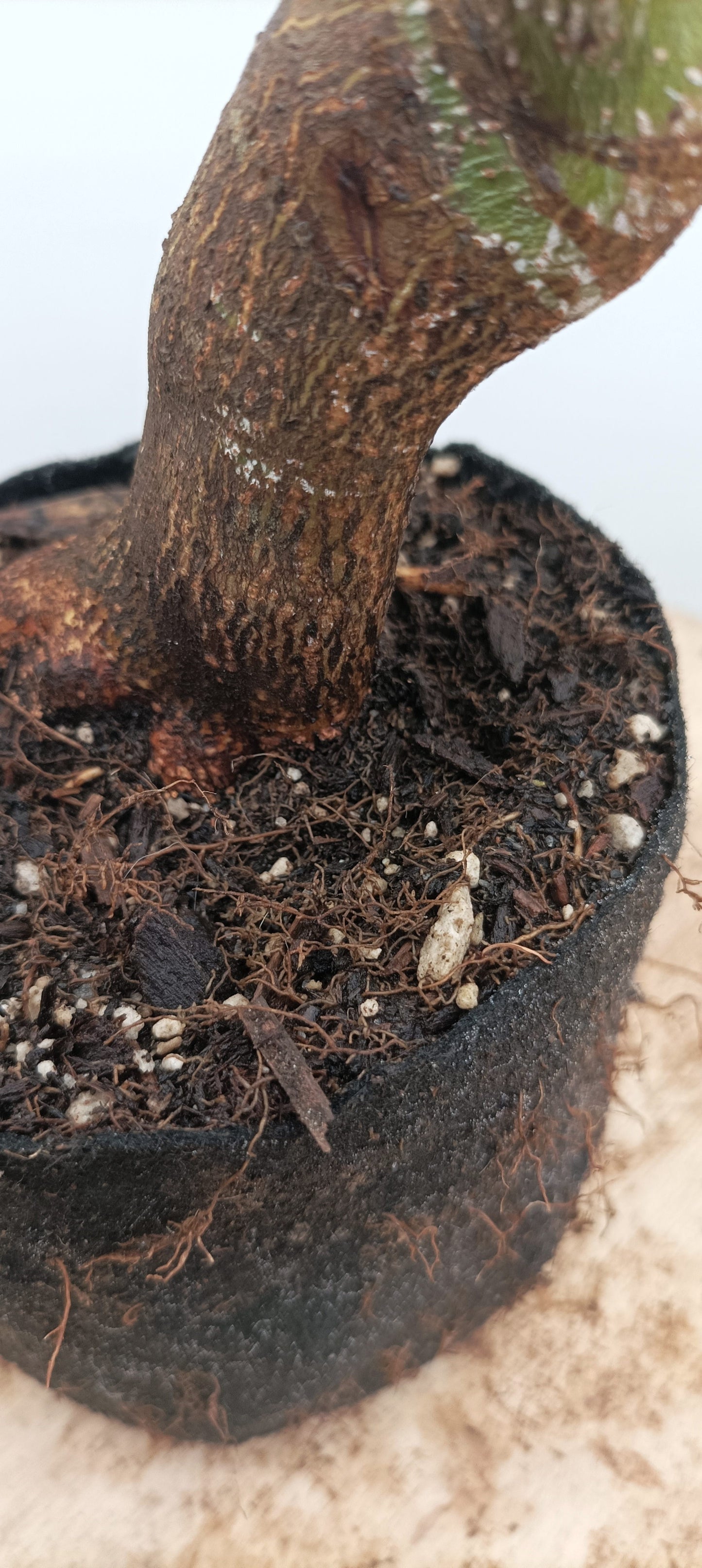 Japanese Maple (Thanksgiving Auction 2025)