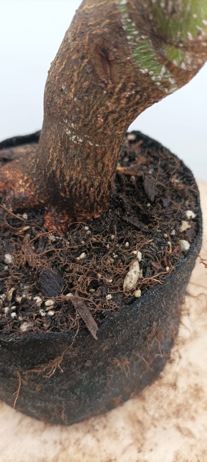 Japanese Maple (Thanksgiving Auction 2025)