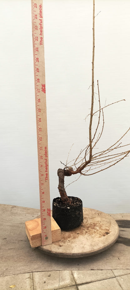 Japanese Larch (Thanksgiving Auction 2025)