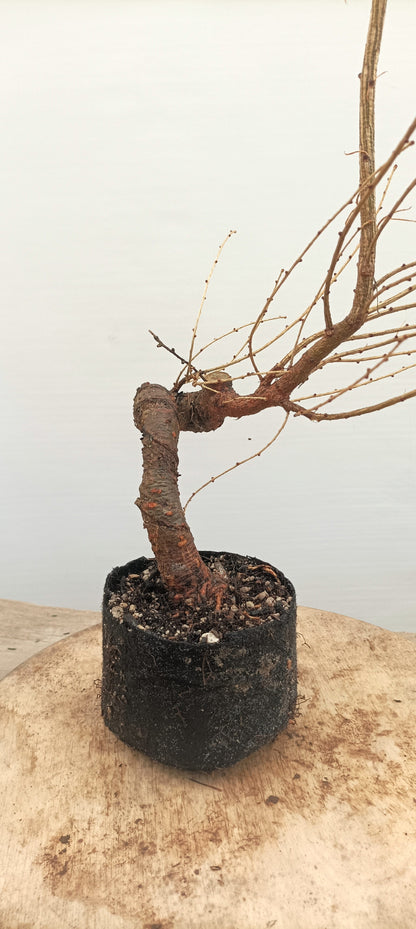 Japanese Larch (Thanksgiving Auction 2025)