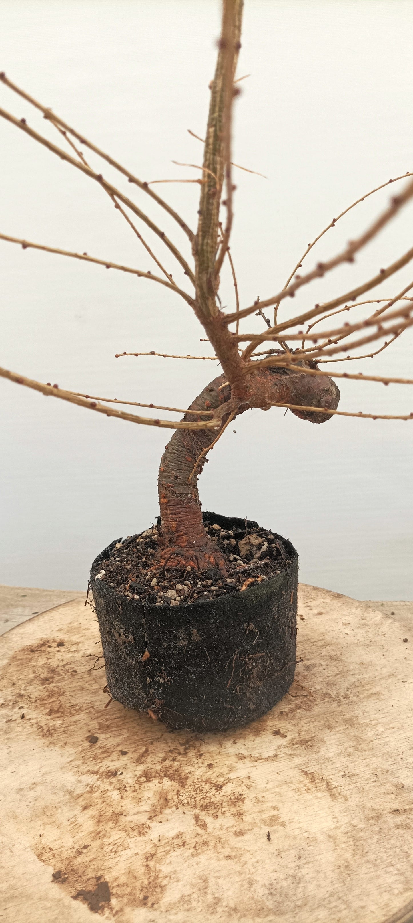 Japanese Larch (Thanksgiving Auction 2025)