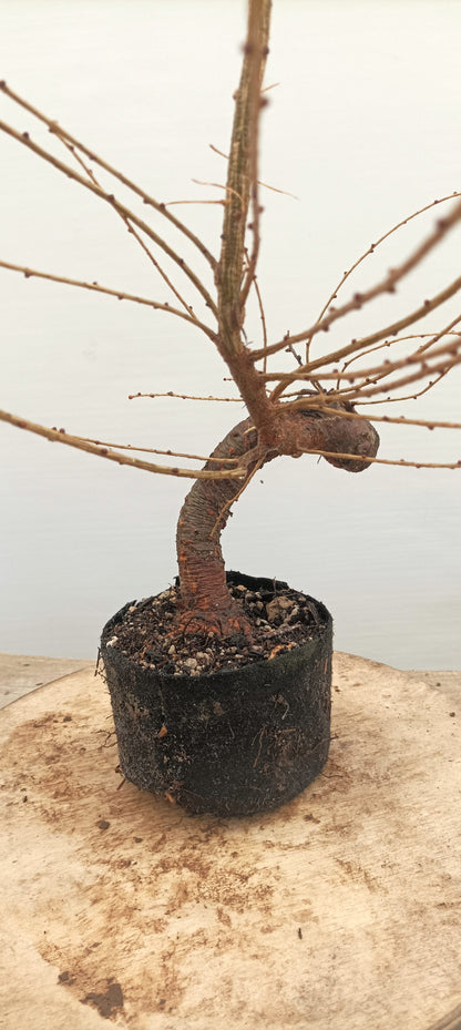 Japanese Larch (Thanksgiving Auction 2025)