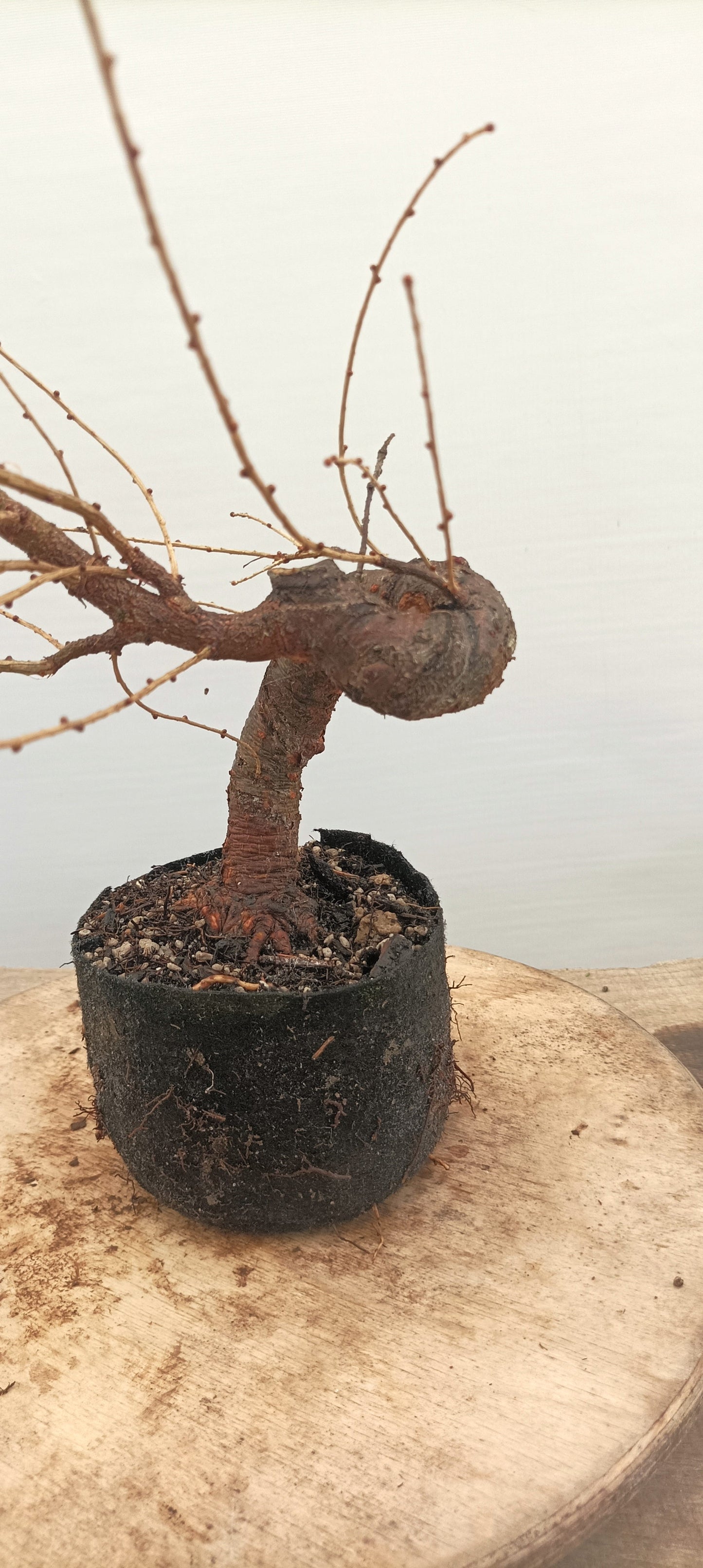 Japanese Larch (Thanksgiving Auction 2025)