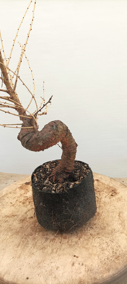 Japanese Larch (Thanksgiving Auction 2025)