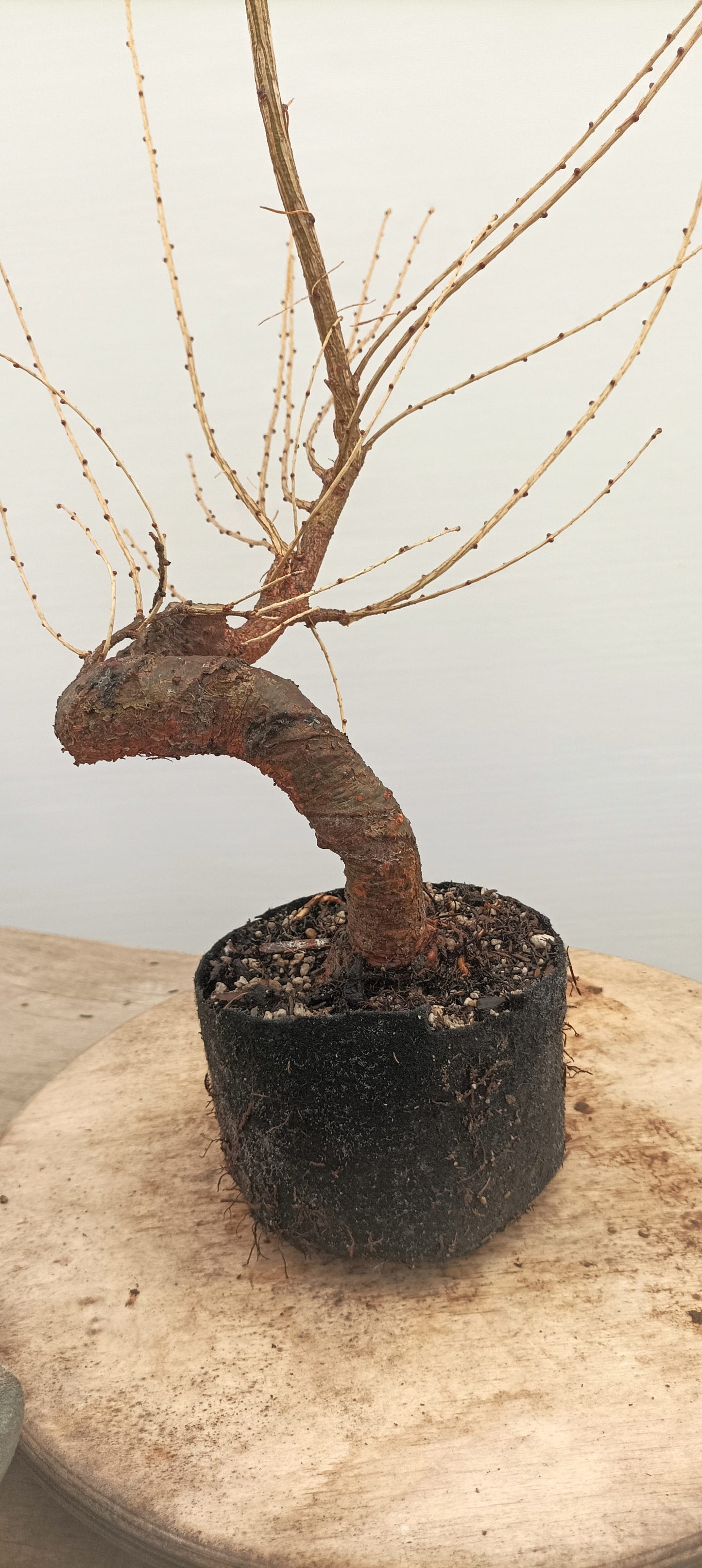 Japanese Larch (Thanksgiving Auction 2025)