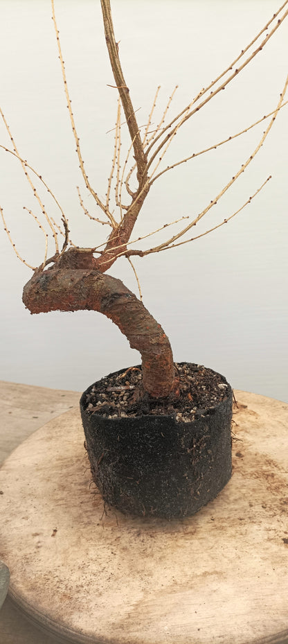 Japanese Larch (Thanksgiving Auction 2025)