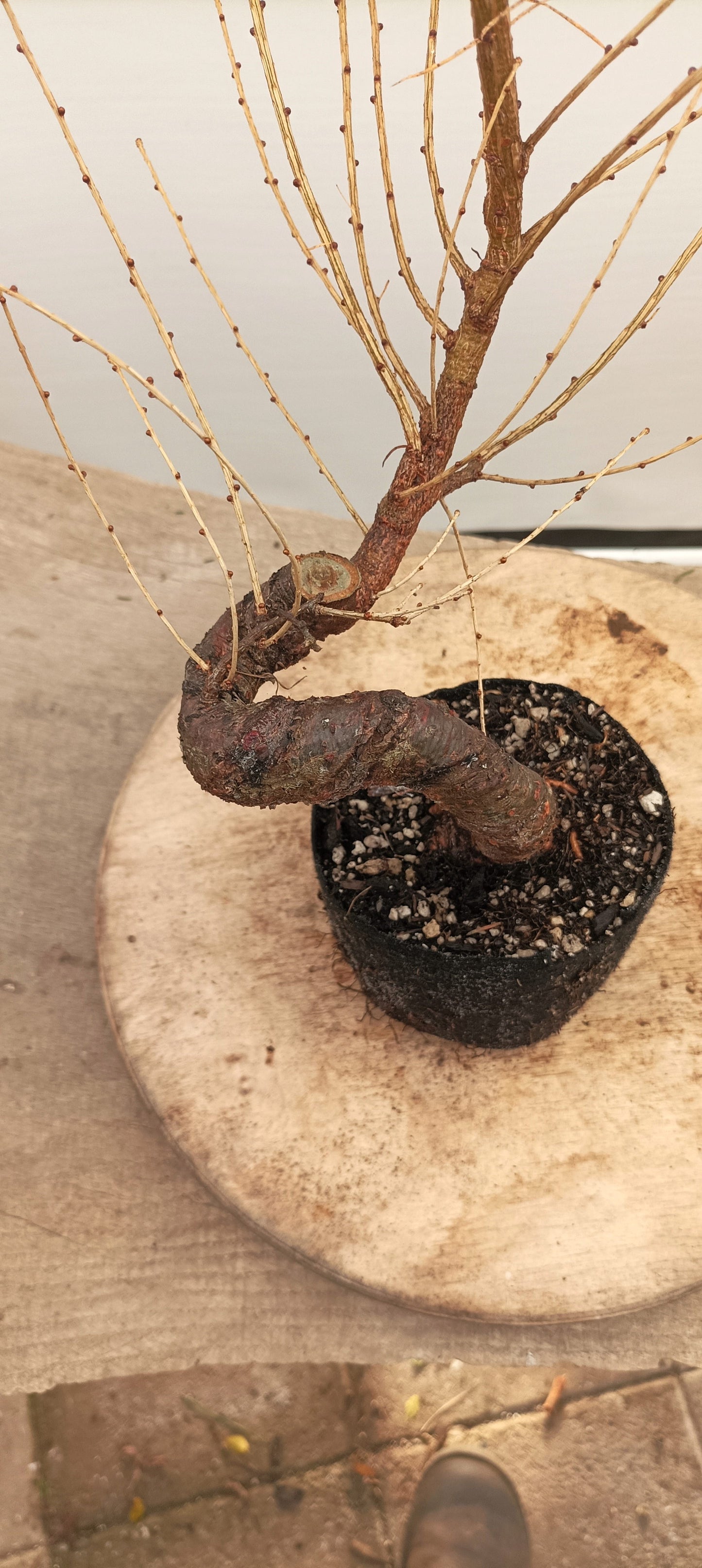 Japanese Larch (Thanksgiving Auction 2025)