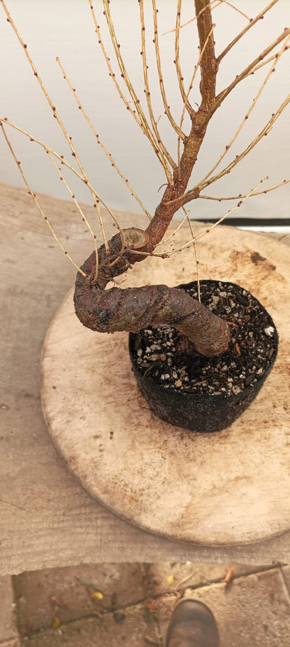 Japanese Larch (Thanksgiving Auction 2025)