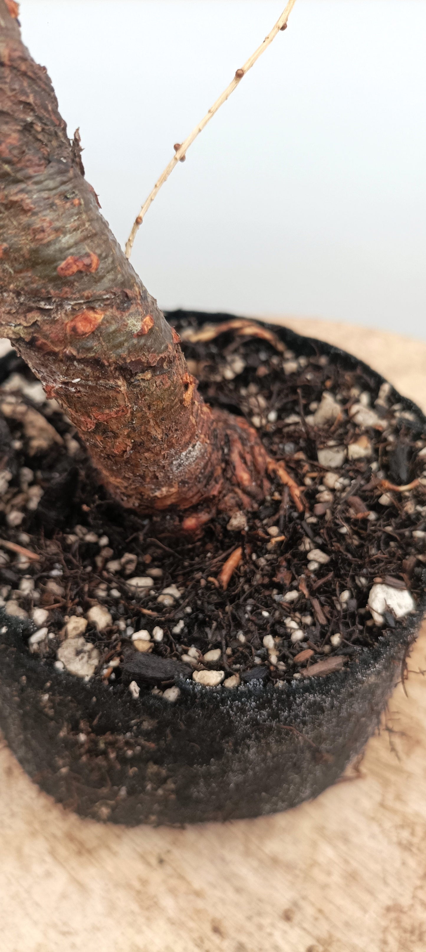 Japanese Larch (Thanksgiving Auction 2025)